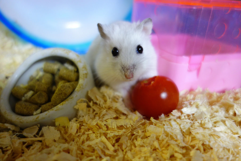 foto hamster invierno mascota