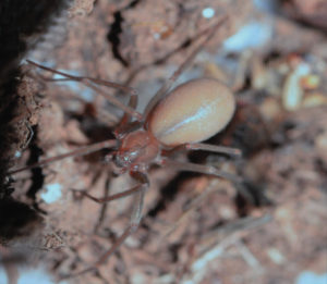 araña violinista