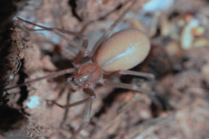 araña violinista