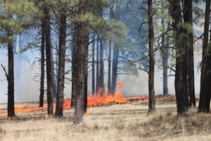 incendio forestal