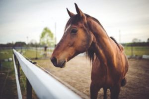 caballos reconocerse en el espejo