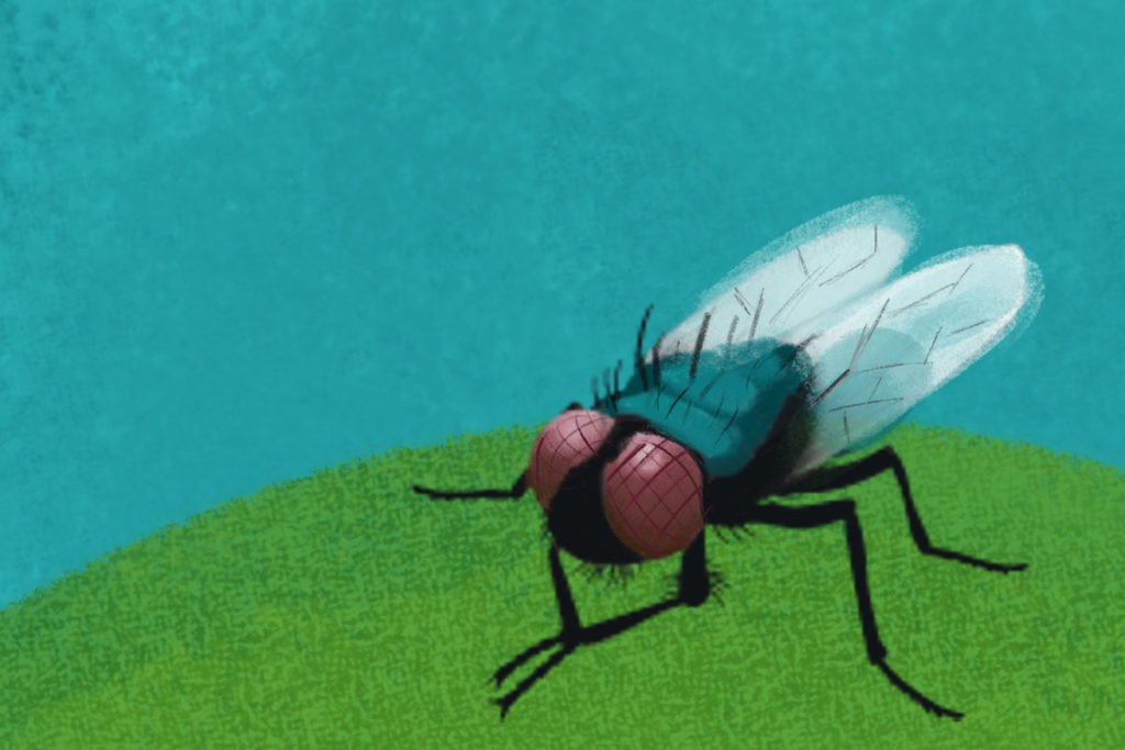 Las moscas: mucho más que un zumbido en casa
